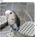 미견미묘 이미지