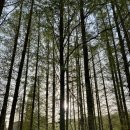 주문저수지 | 시흥 물왕저수지 카페 대형 숲 속 힐링하고 온 빅트리