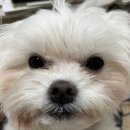 리본약국 | [산본] 강아지 배탈 상비약 구매할수있는 리본약국 ‘개멕타 &amp; 아이드롭스클린’ 내돈내산 후기