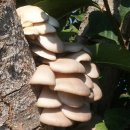 목련나무집 이미지