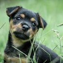 달강아지 이미지