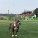 뚱이애견 이미지