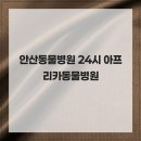 아프리카동물병원 | 안산동물병원 24시 아프리카동물병원