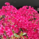 장미매점 이미지