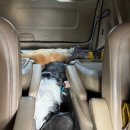 로이애견 | ✂️ 애견미용 실견 수업 후기 | 로이, 호두와 함께한 실습 일기