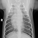 워너비 동물병원 이미지