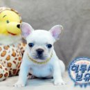 도그라이프 대구강아지분양 이미지