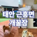 개꿀 | 태안 애견펜션 개꿀잠 1박 후기 장점 단점