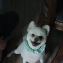 베트문동물병원 이미지