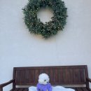 도그-in 하우스 이미지