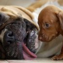 땡칠이네 이미지