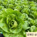 유럽샐러드 이미지