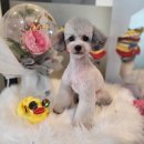 호텔스 컴도그 이미지