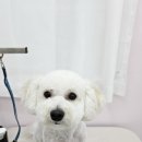 이쁜멍멍 이미지