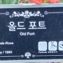 장미(174) (올드 포트(Old-Port) 이미지