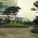 시청앞 가로수길 이미지