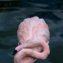 플라밍고 이미지
