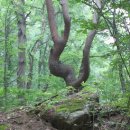 영남대로 이미지