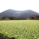 달리오름 이미지