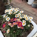 다온이상점 이미지