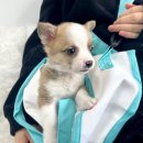 균영농장 네이버블로그