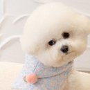 초이독