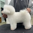 하이독애견미용학원