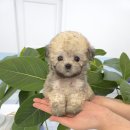 꽃강아지 이미지