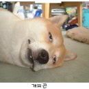 콕 이미지