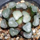 만상농장 이미지