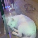 펫인더파크 이미지