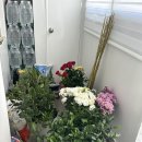 꽃사세요 꽃 | [화훼장식기능사] 실기 합격자의 양재꽃시장 시험꽃 사입 후기
