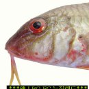 Goatfish/Red mullet (﻿﻿﻿Mullidae 촉수科) 이미지