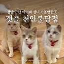 11545-02-08-67 | 천안 아산 아이와 실내 가볼만한곳 캣플 고양이카페 데이트코스 놀거리