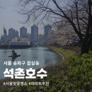 2025년 서울 벚꽃 명소 잠실 '석촌호수' 벚꽃 개화 상황 (4월 4일 방문)