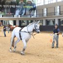 조련 카카오 검색결과