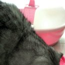 VIP동물의료센터 서초동작점 이미지