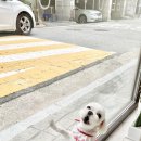 마릴린펫 이미지