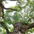 충효큰마을 이미지