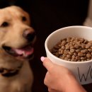 반려동물수제간식창업 이미지