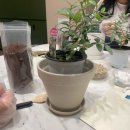 [오늘의 일기]가을 맞이 올리브 나무 가드닝 수업, 원예 수업 내돈내산 후기🍁서울근교 주말 나들이...