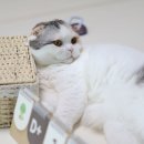 (주)치아세상 이미지