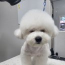 까망댕댕 네이버블로그