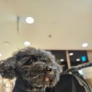 고향부대찌개 | 애견동반 쭈꾸미부대찌개 연신내찐맛집 몬스터부대찌개 후기 주차정보