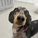 마리동물병원 | 강아지 피부병]닥스훈트 말라세지아 곰팡이균 치료과정, 강남 SNC동물병원 후기