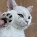 고양이카페 아이캣유 이미지