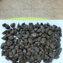 가월가물치 이미지