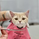 부산고양이미용&호텔 냥스타그램 | 부산고양이미용의 새로운 패러다임, 무냥무냥 대연점 후기