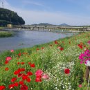 황룡강 꽃길 | 전라남도 정원 페스티벌, 황룡강 꽃길 산책 후기