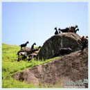 조선흑염소 이미지